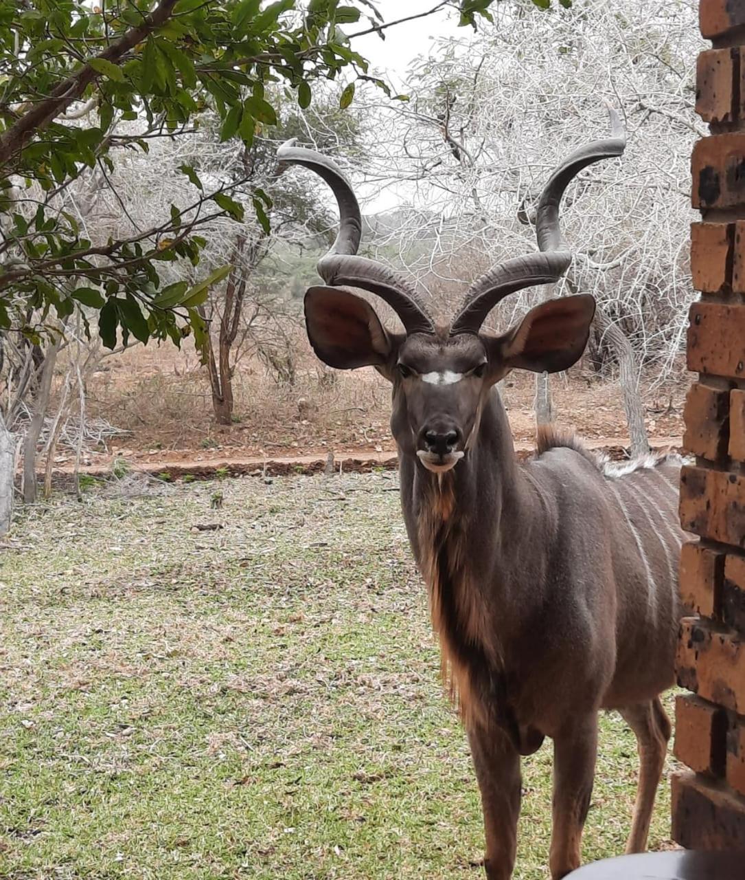 Kruger Riverside Lodge - No Load-Shedding Marloth Park Luaran gambar