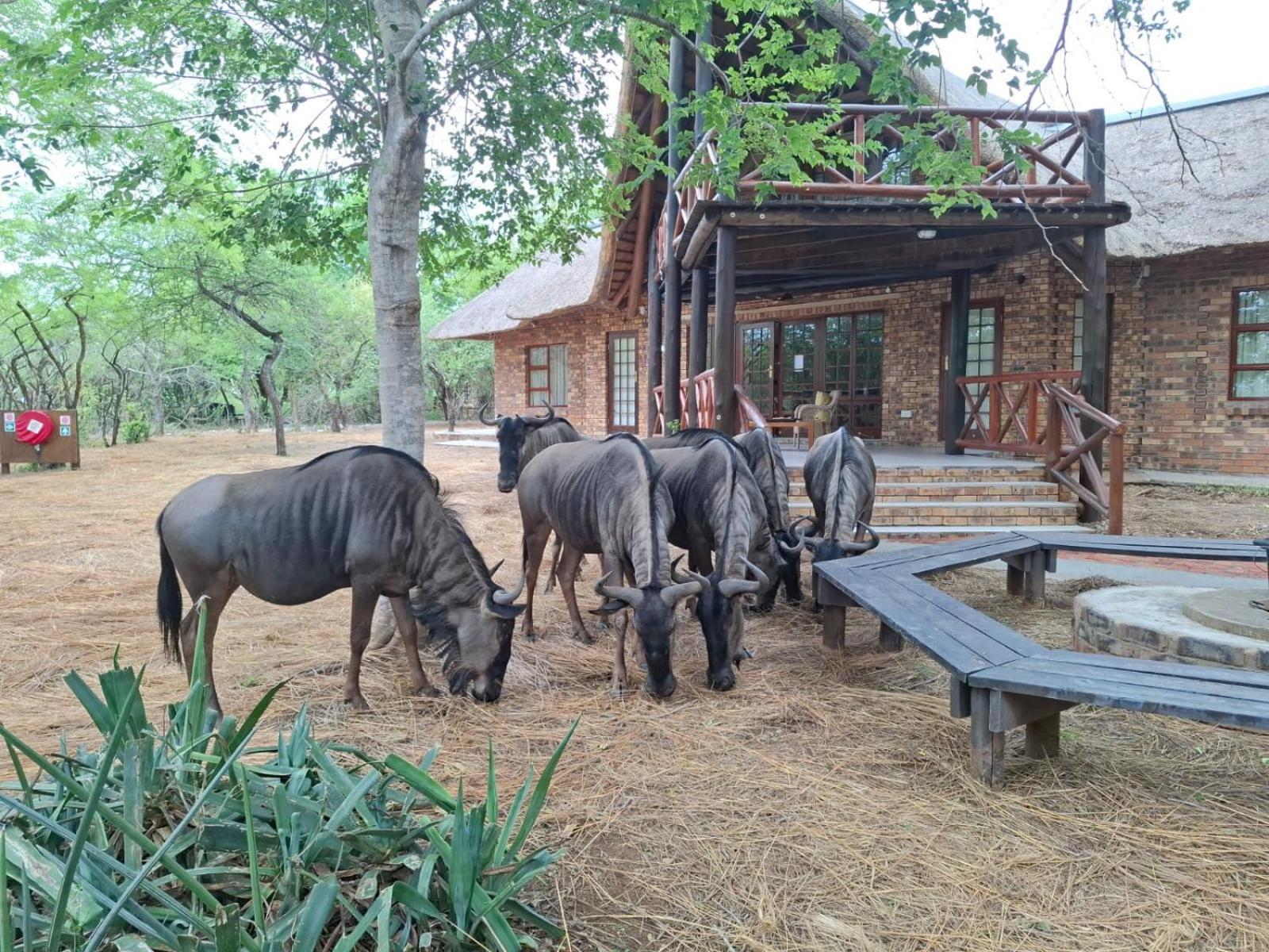 Kruger Riverside Lodge - No Load-Shedding Marloth Park Luaran gambar
