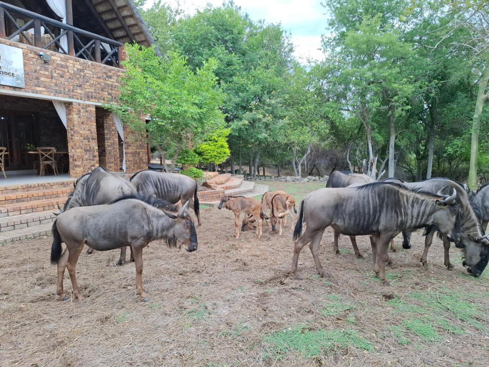 Kruger Riverside Lodge - No Load-Shedding Marloth Park Luaran gambar