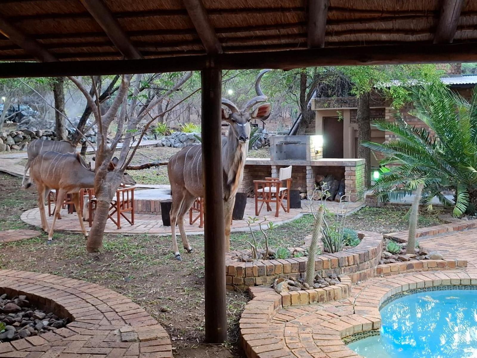 Kruger Riverside Lodge - No Load-Shedding Marloth Park Luaran gambar
