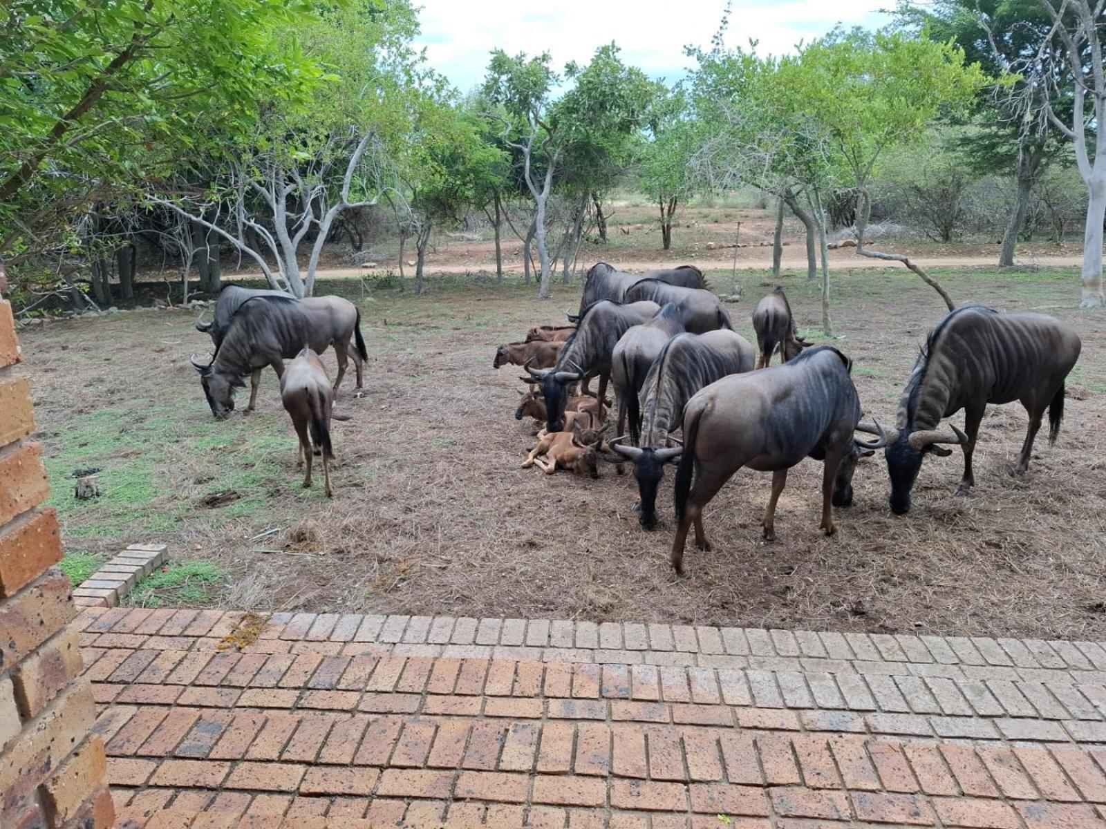 Kruger Riverside Lodge - No Load-Shedding Marloth Park Luaran gambar