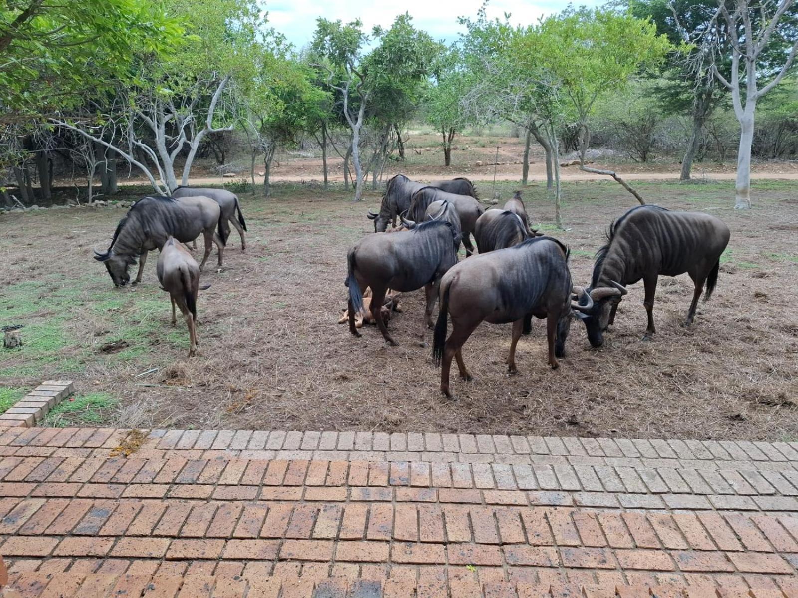 Kruger Riverside Lodge - No Load-Shedding Marloth Park Luaran gambar