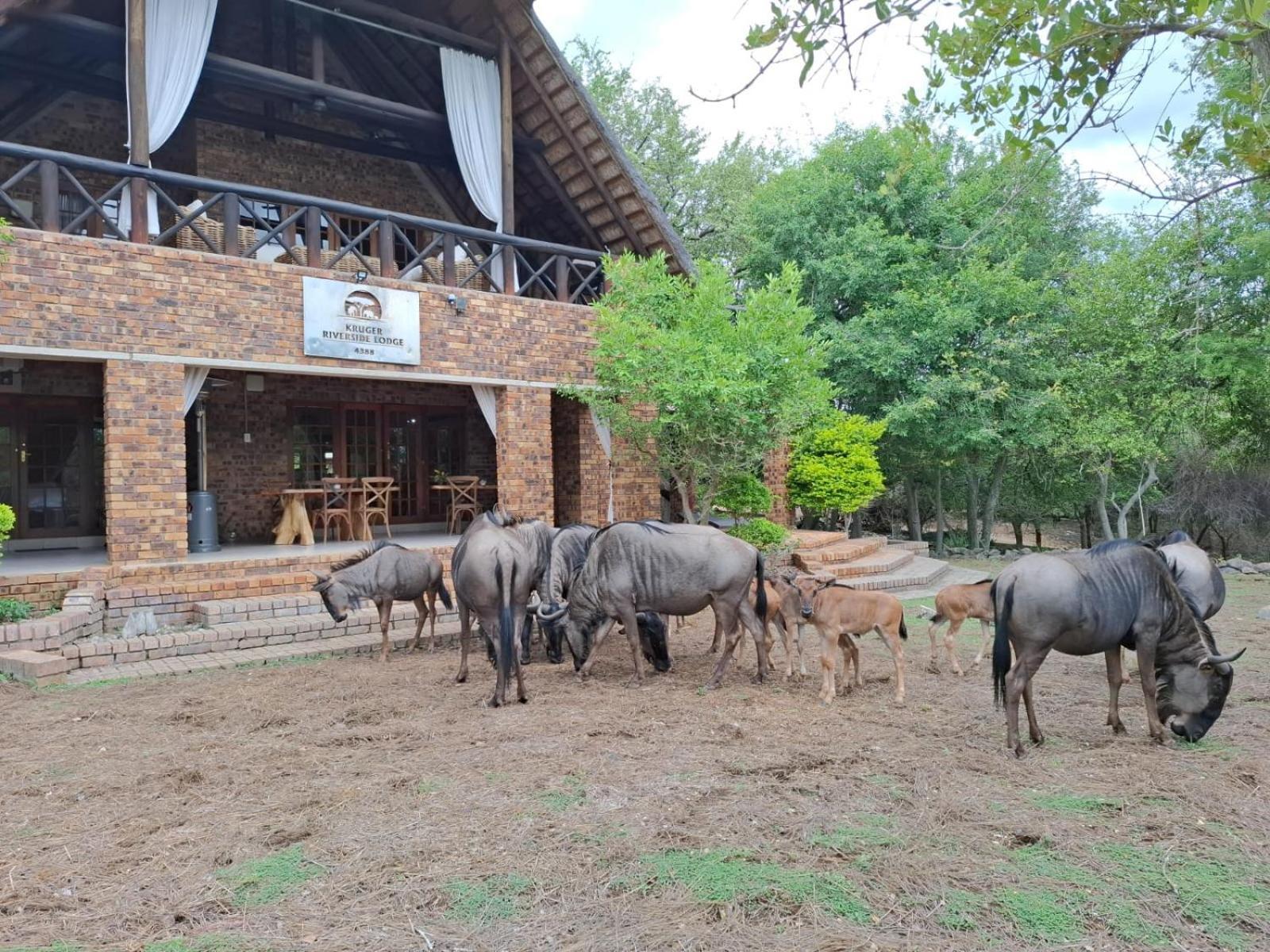 Kruger Riverside Lodge - No Load-Shedding Marloth Park Luaran gambar
