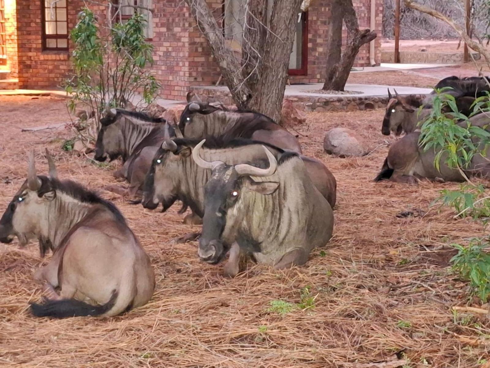 Kruger Riverside Lodge - No Load-Shedding Marloth Park Luaran gambar