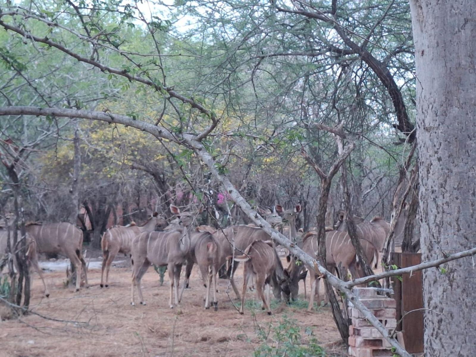 Kruger Riverside Lodge - No Load-Shedding Marloth Park Luaran gambar