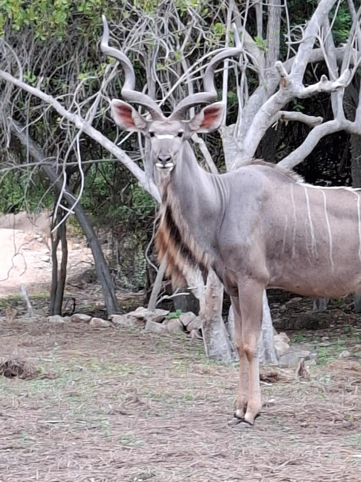 Kruger Riverside Lodge - No Load-Shedding Marloth Park Luaran gambar