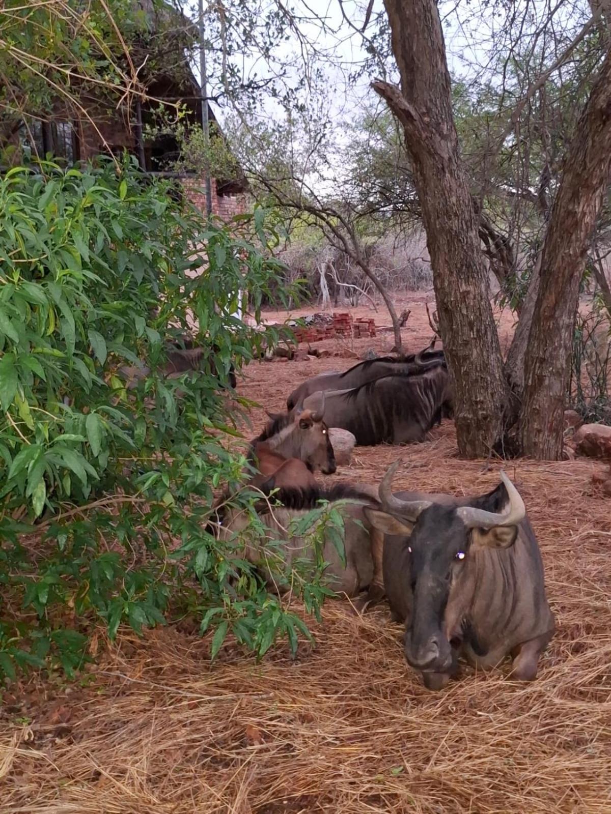 Kruger Riverside Lodge - No Load-Shedding Marloth Park Luaran gambar