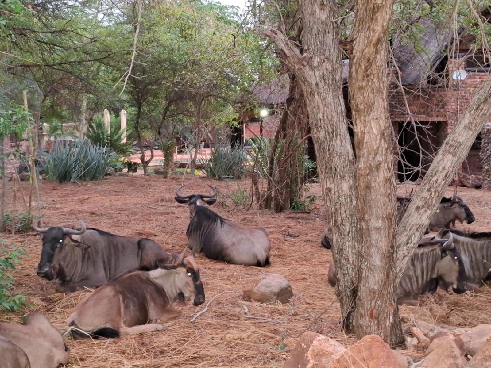 Kruger Riverside Lodge - No Load-Shedding Marloth Park Luaran gambar